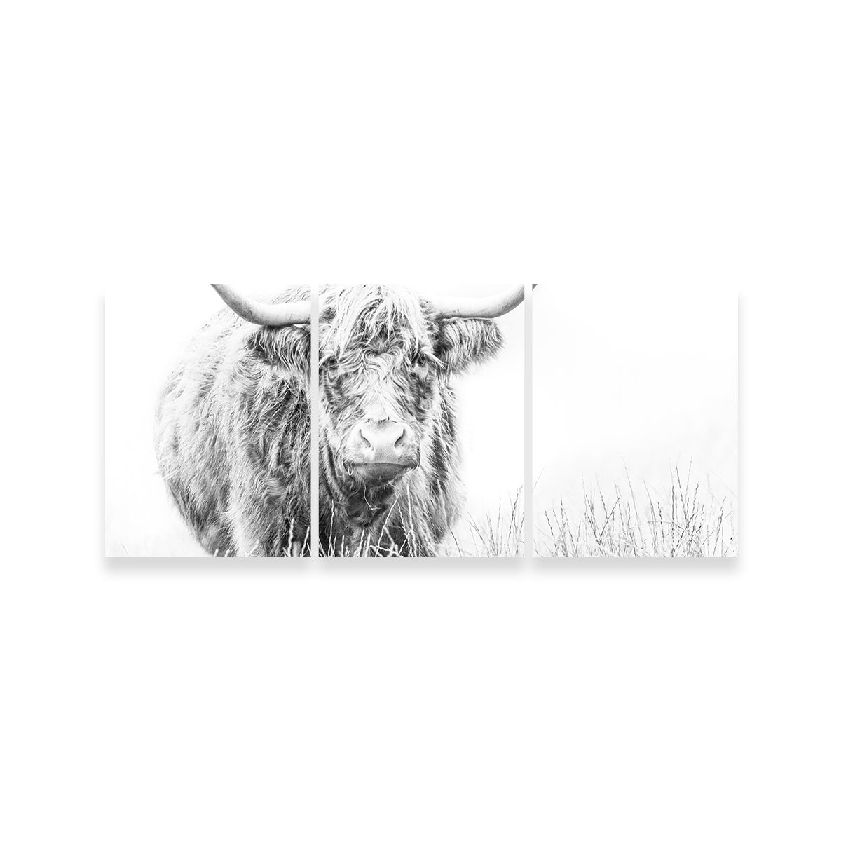 Highland Cow on White Wall Art