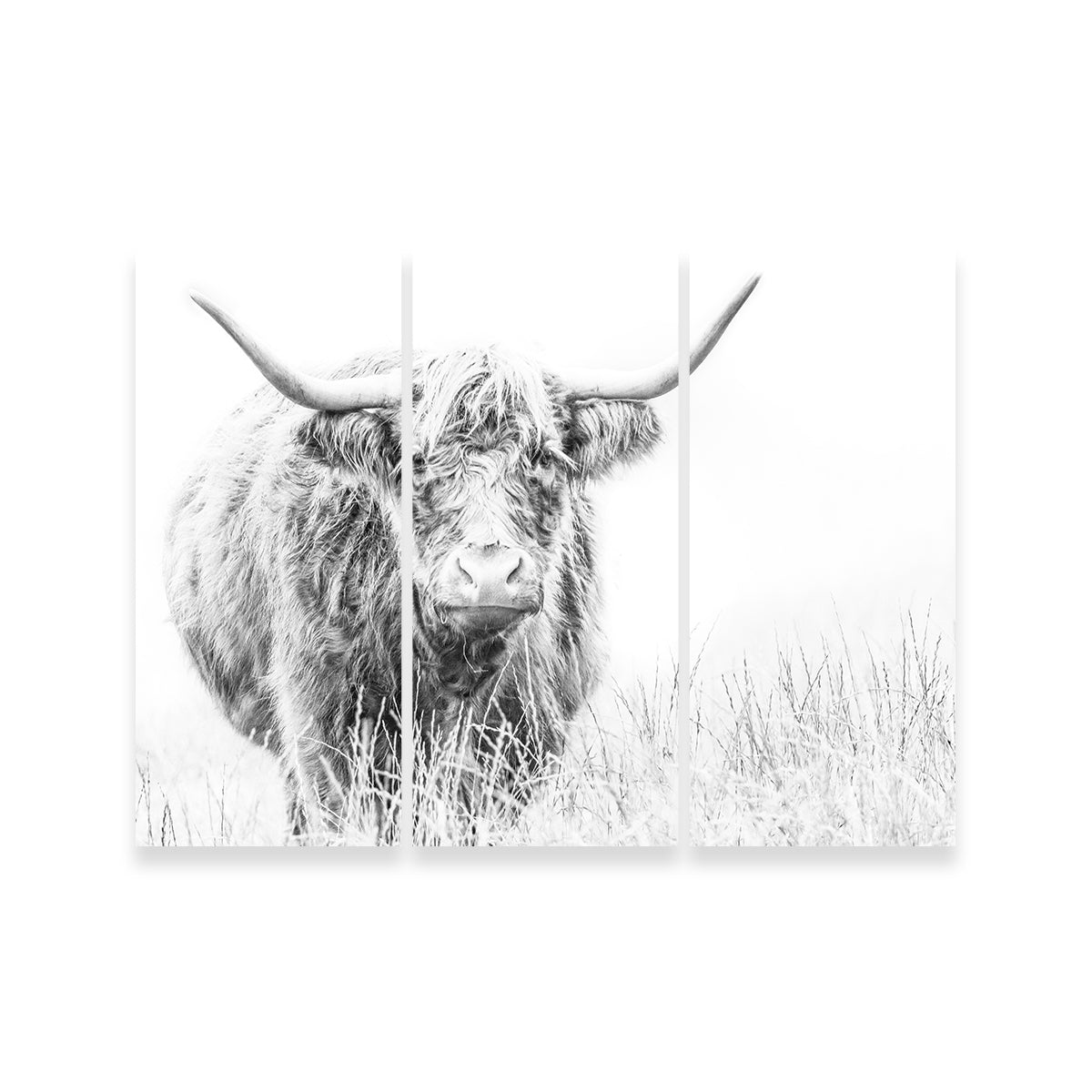 Highland Cow on White Wall Art