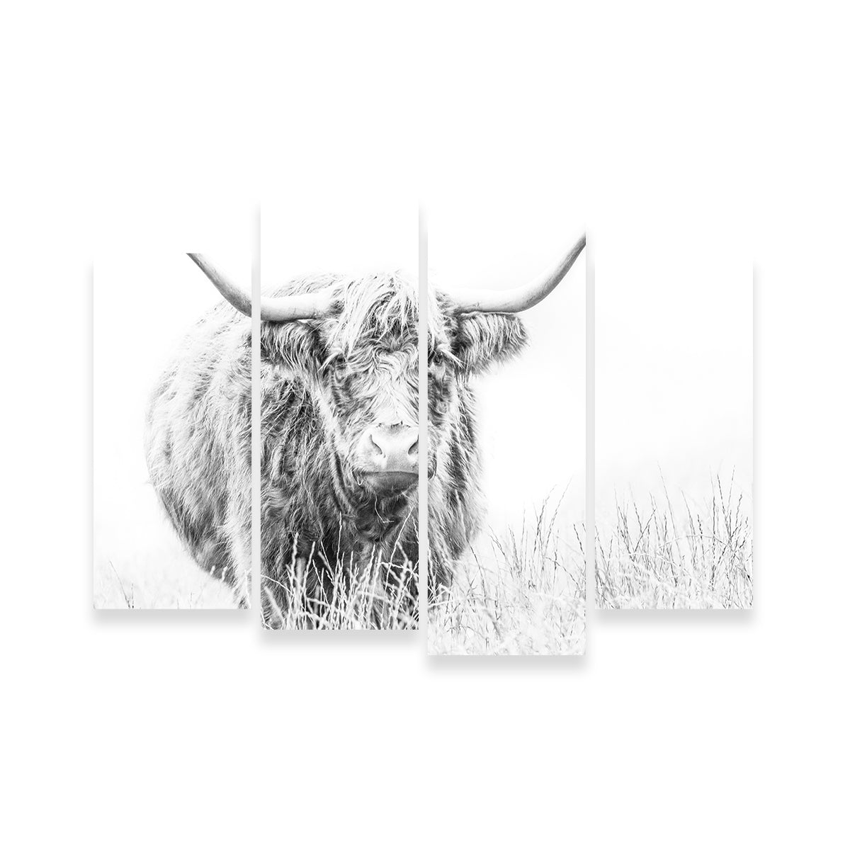 Highland Cow on White Wall Art