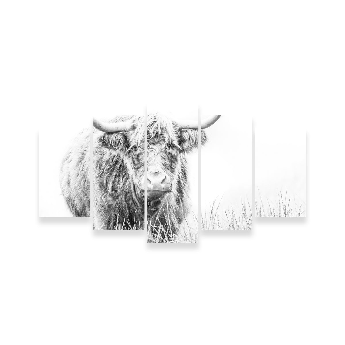 Highland Cow on White Wall Art