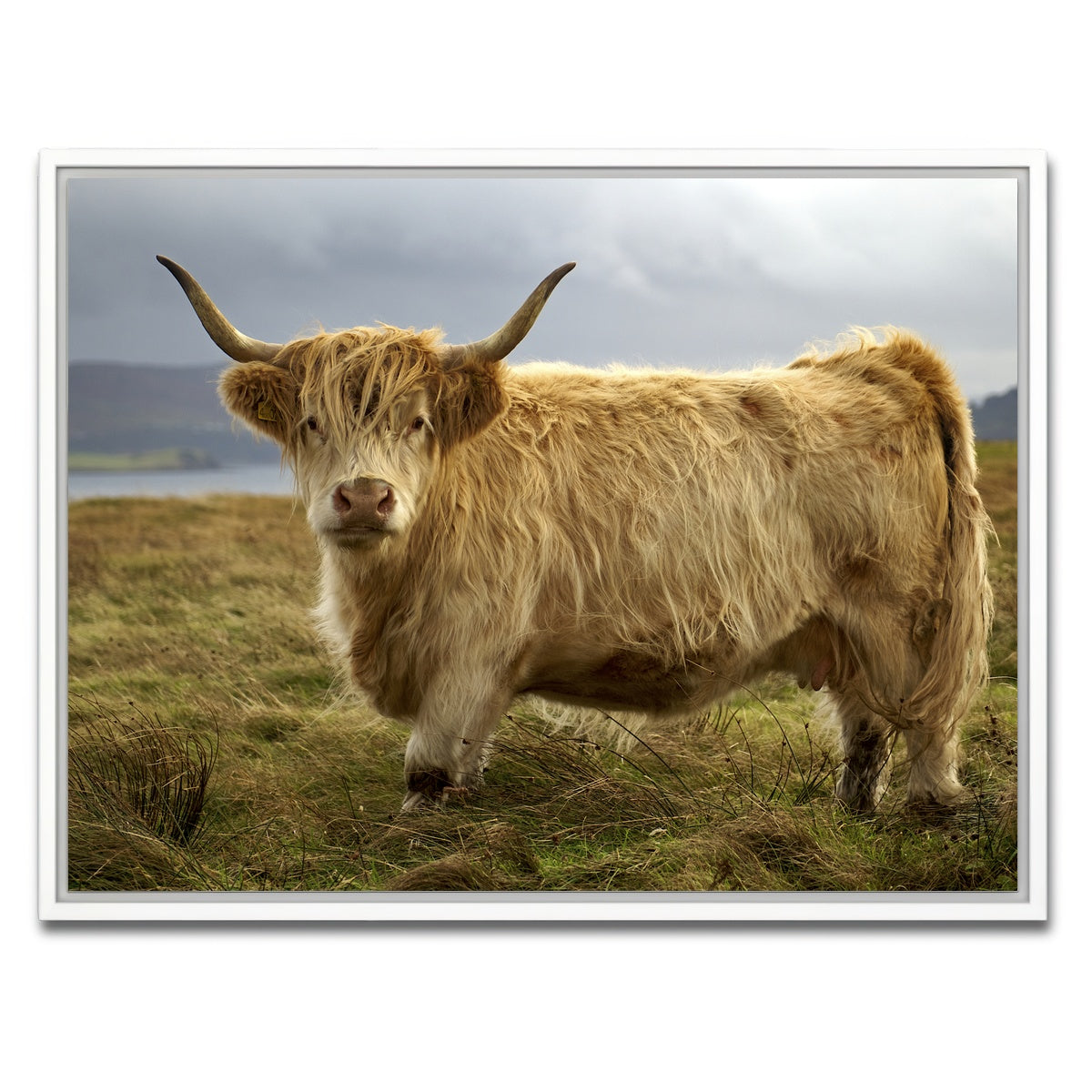 AUTO-MOCKUP WHITE | Highland Cow - Countryside | 1 Piece | White Framed Canvas | group=4x3