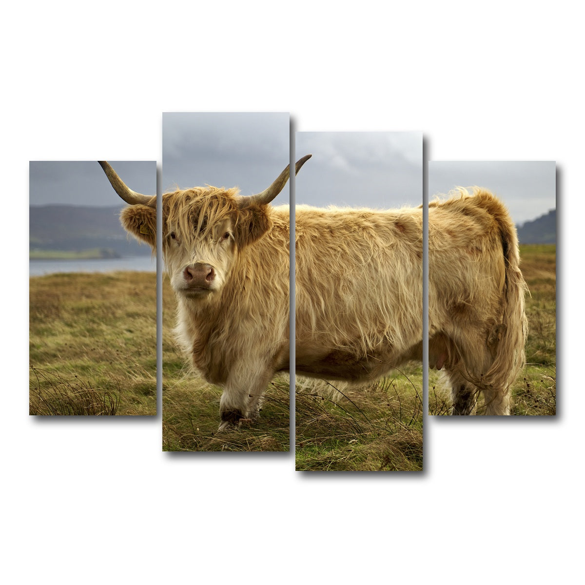 AUTO-MOCKUP WHITE | Highland Cow - Countryside | 4 Piece | Gallery Wrap Canvas | group=4_short