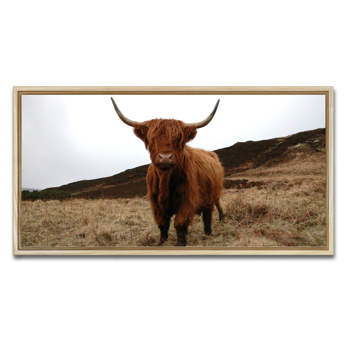 AUTO-MOCKUP WHITE | Highland Cow - Northern Scotland | 1 Piece | Natural Framed Canvas | group=2x1