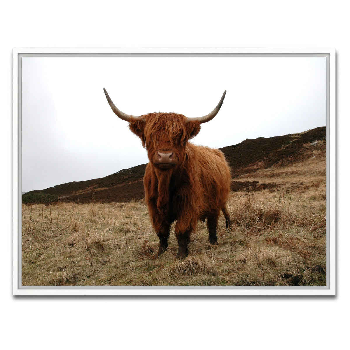 AUTO-MOCKUP WHITE | Highland Cow - Northern Scotland | 1 Piece | White Framed Canvas | group=4x3