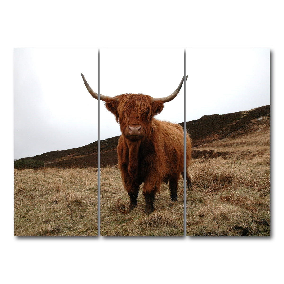 AUTO-MOCKUP WHITE | Highland Cow - Northern Scotland | 3 Piece | Gallery Wrap Canvas | group=8x18