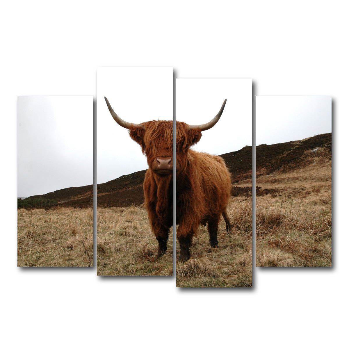 AUTO-MOCKUP WHITE | Highland Cow - Northern Scotland | 4 Piece | Gallery Wrap Canvas | group=4_normal