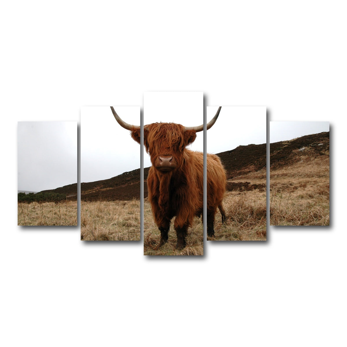 AUTO-MOCKUP WHITE | Highland Cow - Northern Scotland | 5 Piece | Gallery Wrap Canvas | group=5_normal