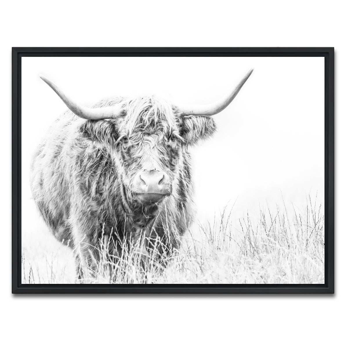 AUTO-MOCKUP WHITE | Highland Cow on white | 1 Piece | Black Framed Canvas | group=4x3
