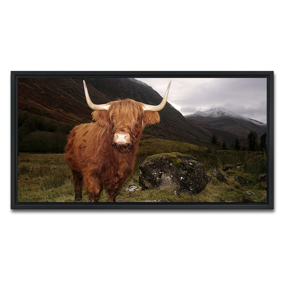 AUTO-MOCKUP WHITE | Highland cow in Glen Coe | 1 Piece | Black Framed Canvas | group=2x1