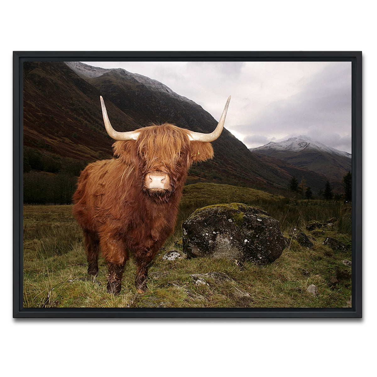 AUTO-MOCKUP WHITE | Highland cow in Glen Coe | 1 Piece | Black Framed Canvas | group=4x3