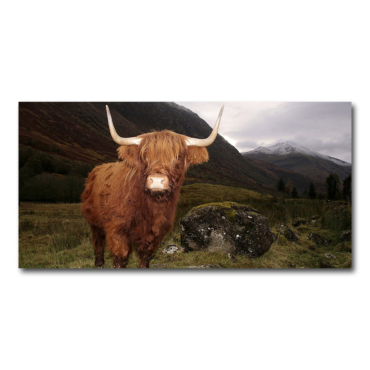 AUTO-MOCKUP WHITE | Highland cow in Glen Coe | 1 Piece | Gallery Wrap Canvas | group=2x1