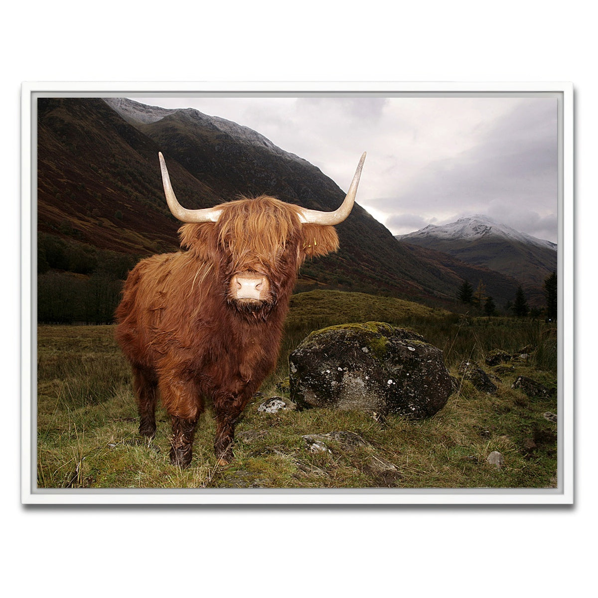 AUTO-MOCKUP WHITE | Highland cow in Glen Coe | 1 Piece | White Framed Canvas | group=4x3