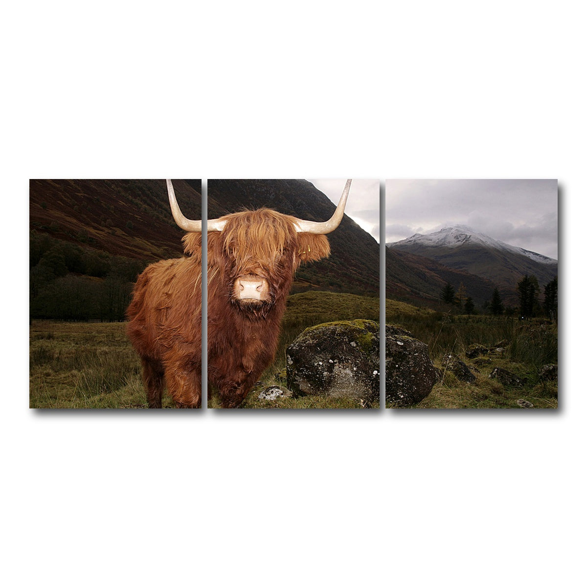AUTO-MOCKUP WHITE | Highland cow in Glen Coe | 3 Piece | Gallery Wrap Canvas | group=18x24