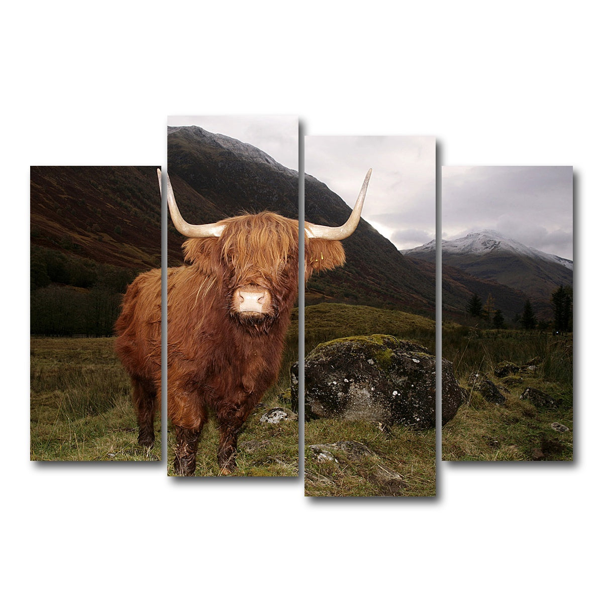AUTO-MOCKUP WHITE | Highland cow in Glen Coe | 4 Piece | Gallery Wrap Canvas | group=4_normal