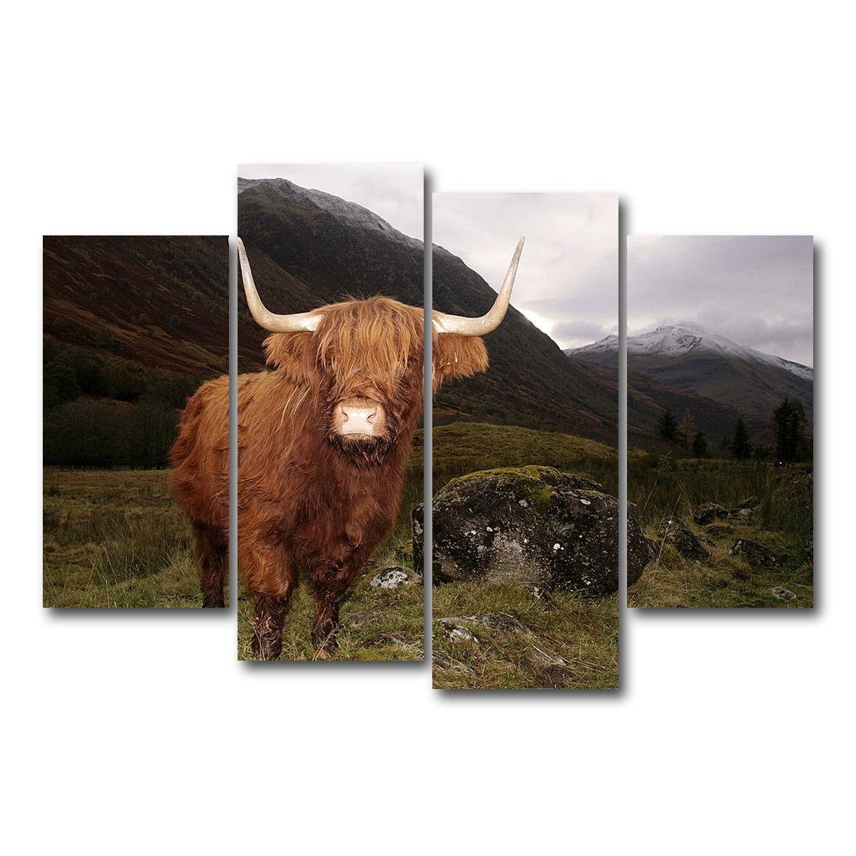 AUTO-MOCKUP WHITE | Highland cow in Glen Coe | 4 Piece | Gallery Wrap Canvas | group=4_short
