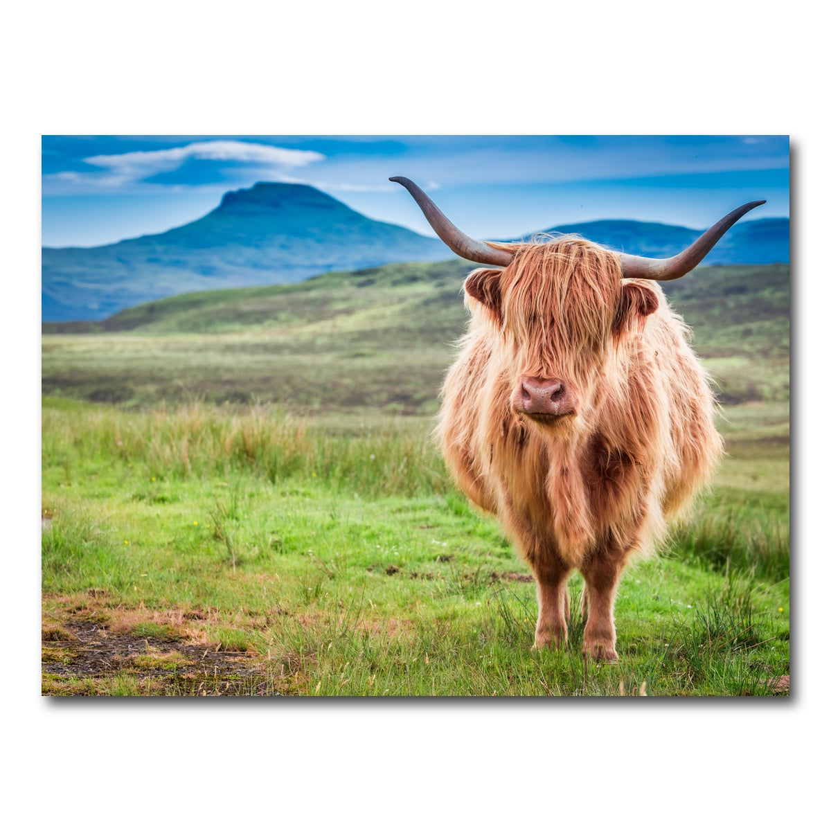 AUTO-MOCKUP WHITE | Highland cow in Isle of Skye | 1 Piece | Gallery Wrap Canvas | group=4x3