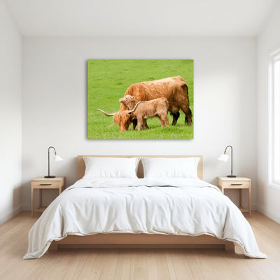 AUTO-MOCKUP ROOM | Highland cow with loving calf