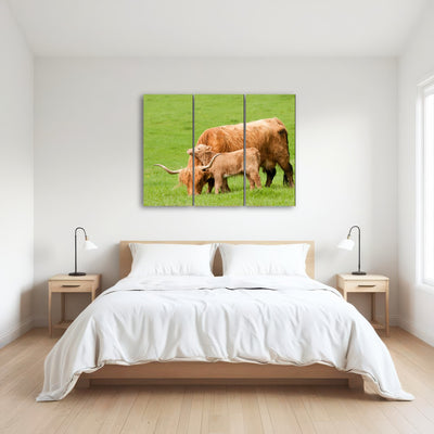 AUTO-MOCKUP ROOM | Highland cow with loving calf