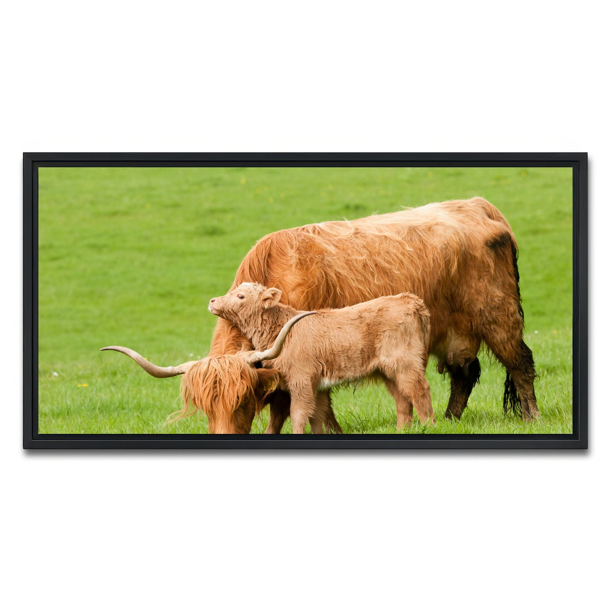 AUTO-MOCKUP WHITE | Highland cow with loving calf | 1 Piece | Black Framed Canvas | group=2x1