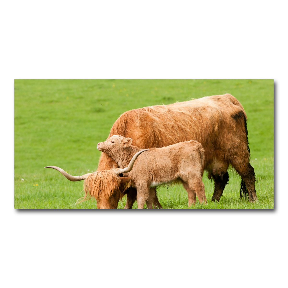 AUTO-MOCKUP WHITE | Highland cow with loving calf | 1 Piece | Gallery Wrap Canvas | group=2x1