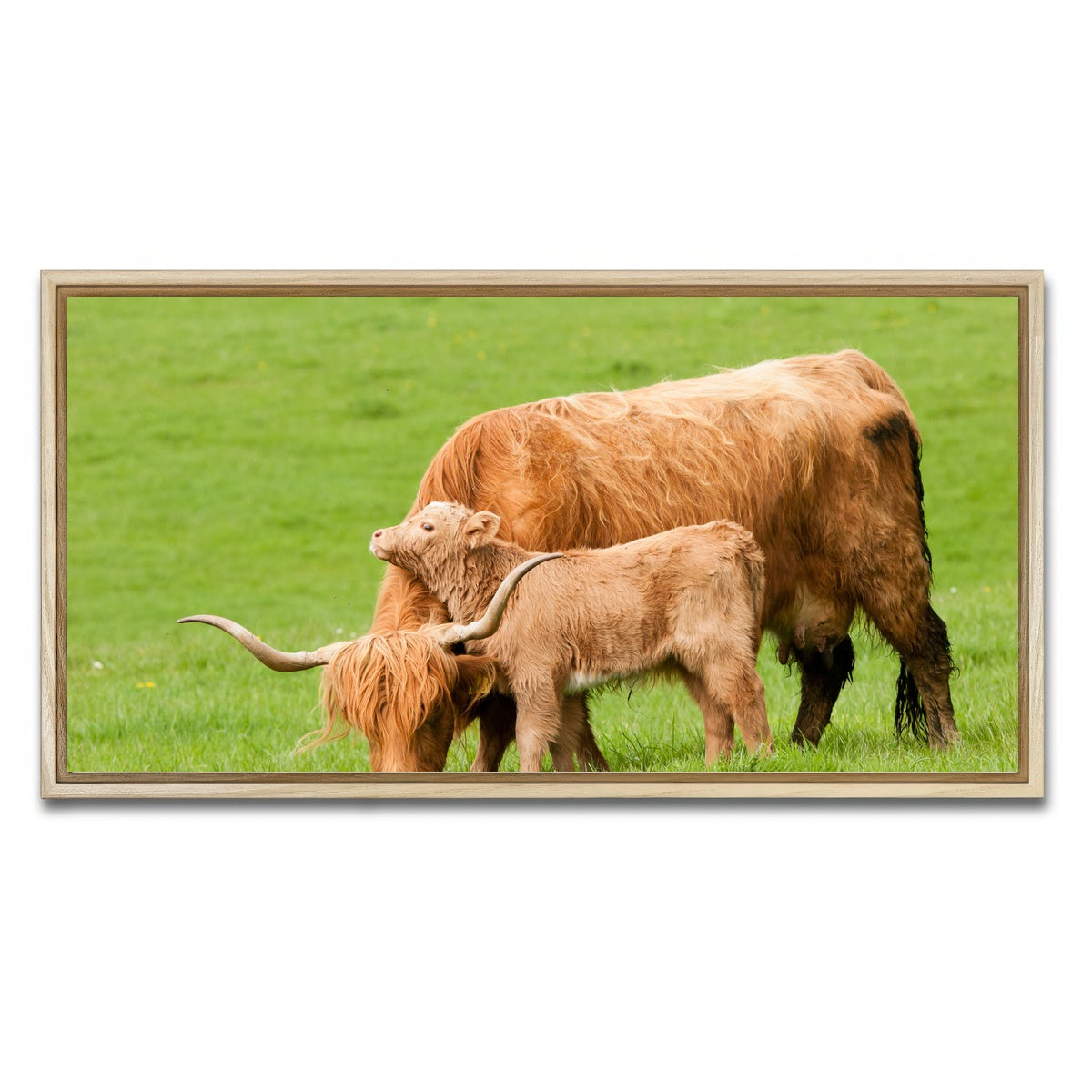 AUTO-MOCKUP WHITE | Highland cow with loving calf | 1 Piece | Natural Framed Canvas | group=2x1