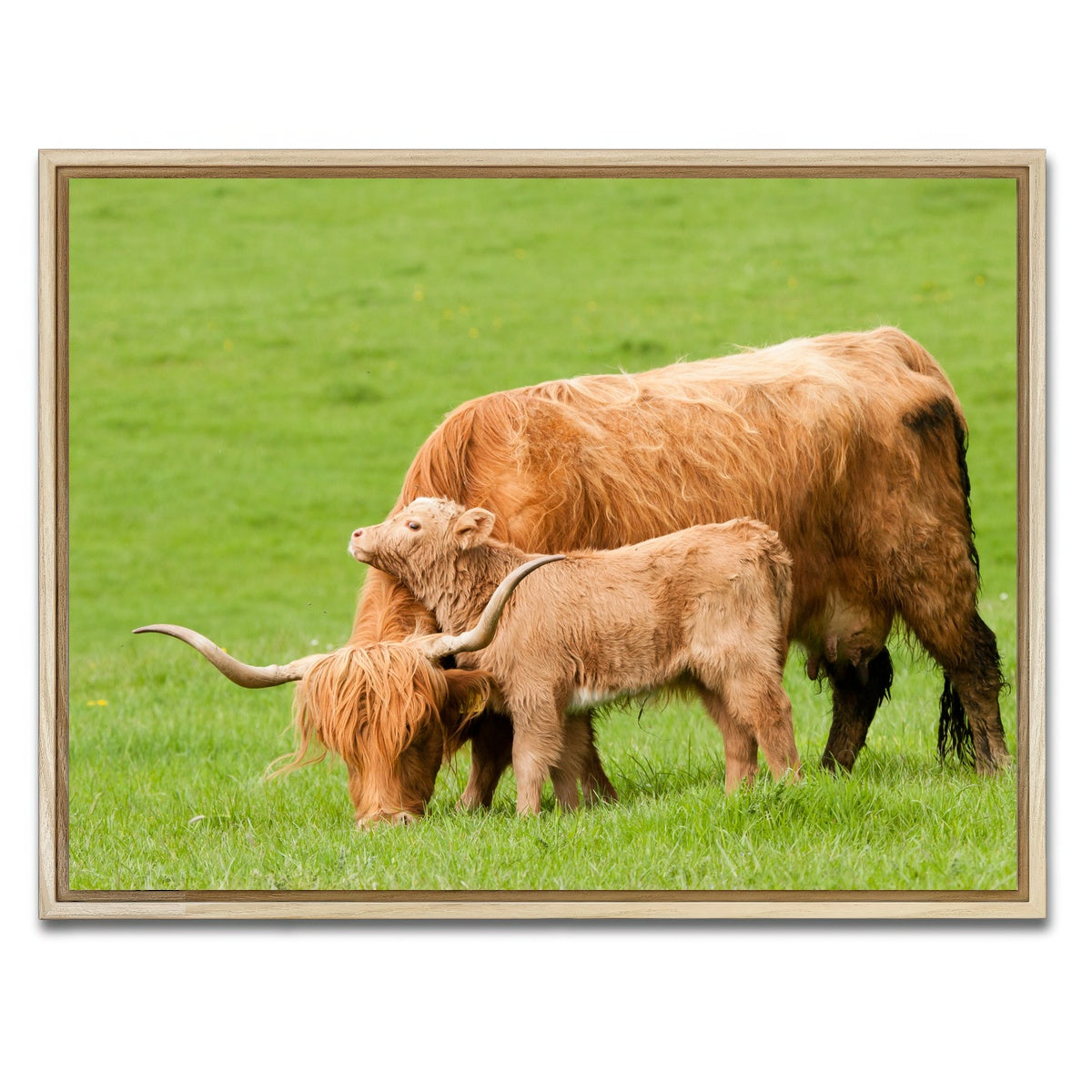 AUTO-MOCKUP WHITE | Highland cow with loving calf | 1 Piece | Natural Framed Canvas | group=4x3