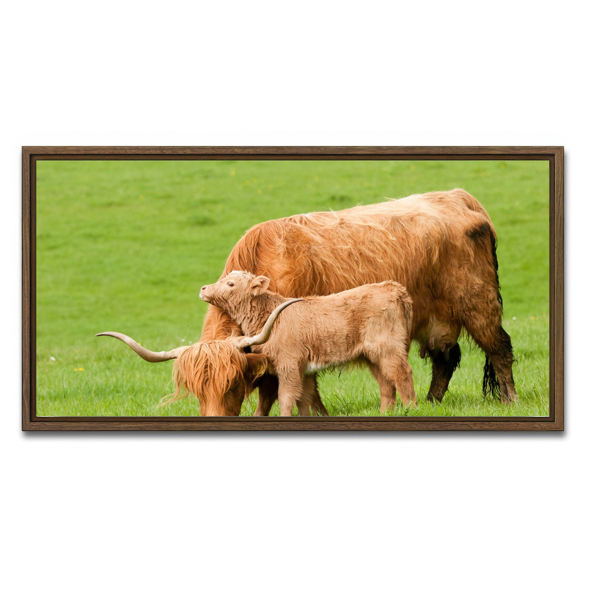 AUTO-MOCKUP WHITE | Highland cow with loving calf | 1 Piece | Walnut Framed Canvas | group=2x1