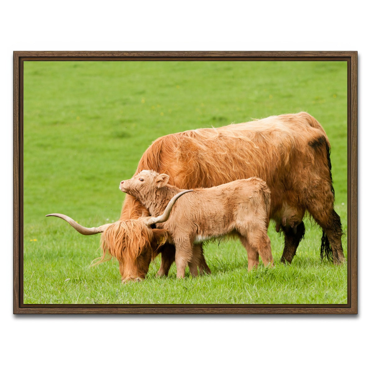 AUTO-MOCKUP WHITE | Highland cow with loving calf | 1 Piece | Walnut Framed Canvas | group=4x3