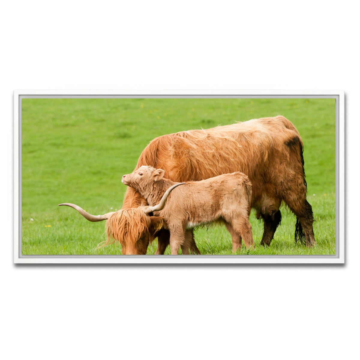 AUTO-MOCKUP WHITE | Highland cow with loving calf | 1 Piece | White Framed Canvas | group=2x1
