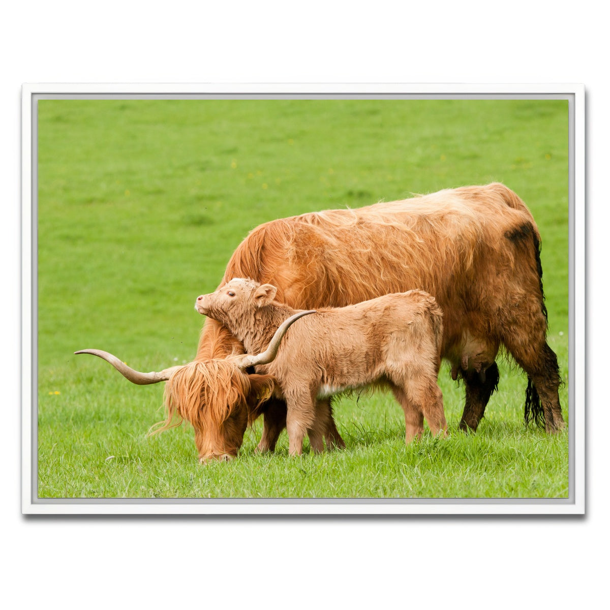 AUTO-MOCKUP WHITE | Highland cow with loving calf | 1 Piece | White Framed Canvas | group=4x3