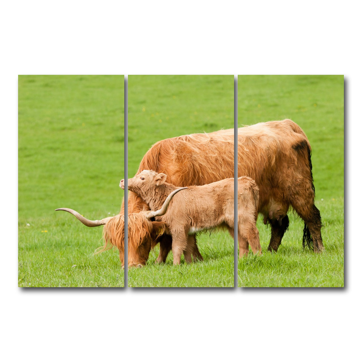 AUTO-MOCKUP WHITE | Highland cow with loving calf | 3 Piece | Gallery Wrap Canvas | group=12x24
