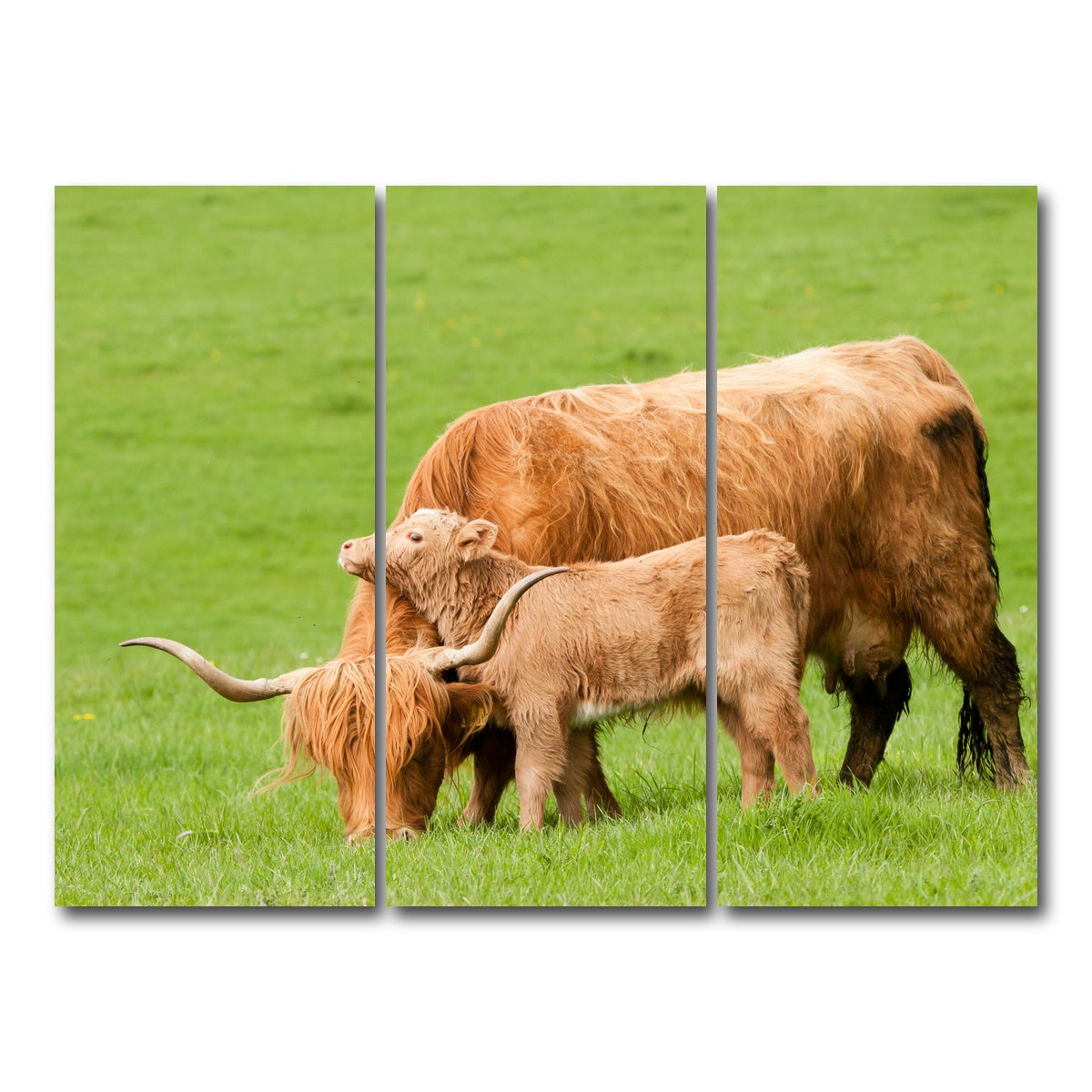 AUTO-MOCKUP WHITE | Highland cow with loving calf | 3 Piece | Gallery Wrap Canvas | group=8x18