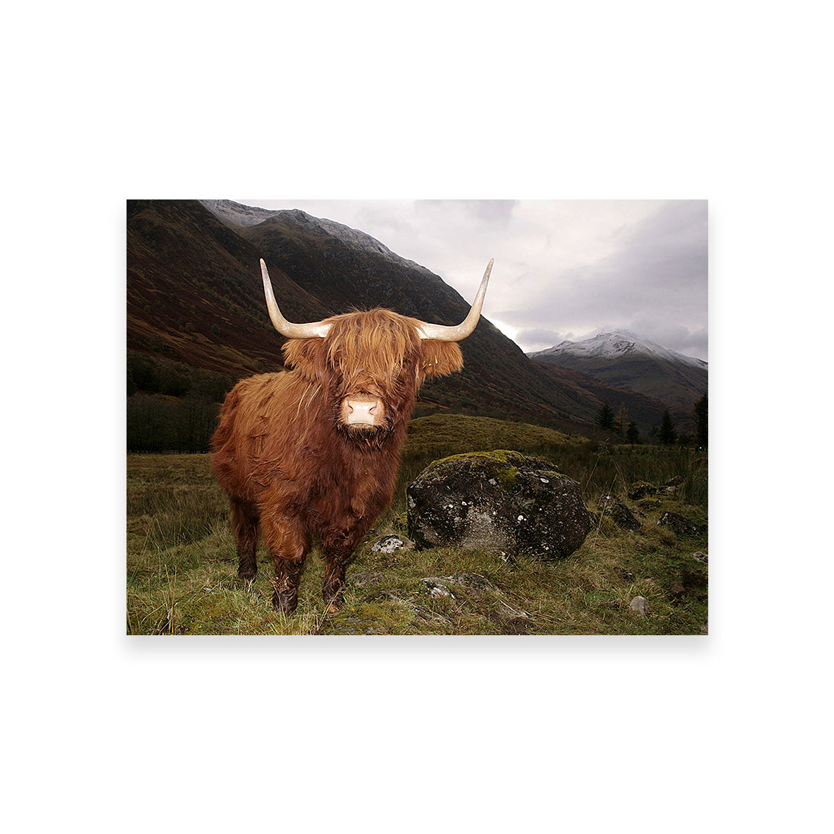 Highland cow in Glen Cow Wall Art