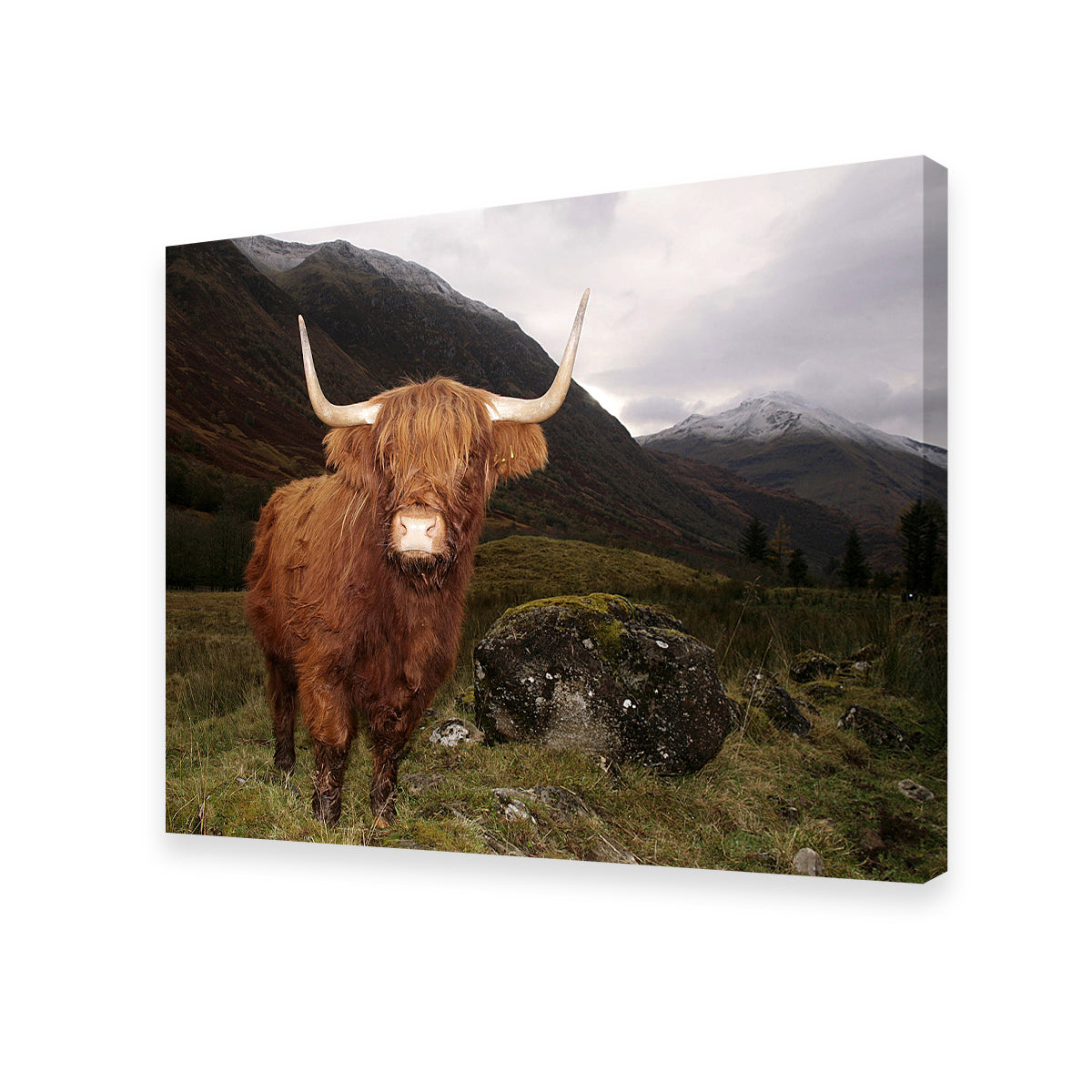 Highland cow in Glen Cow Wall Art