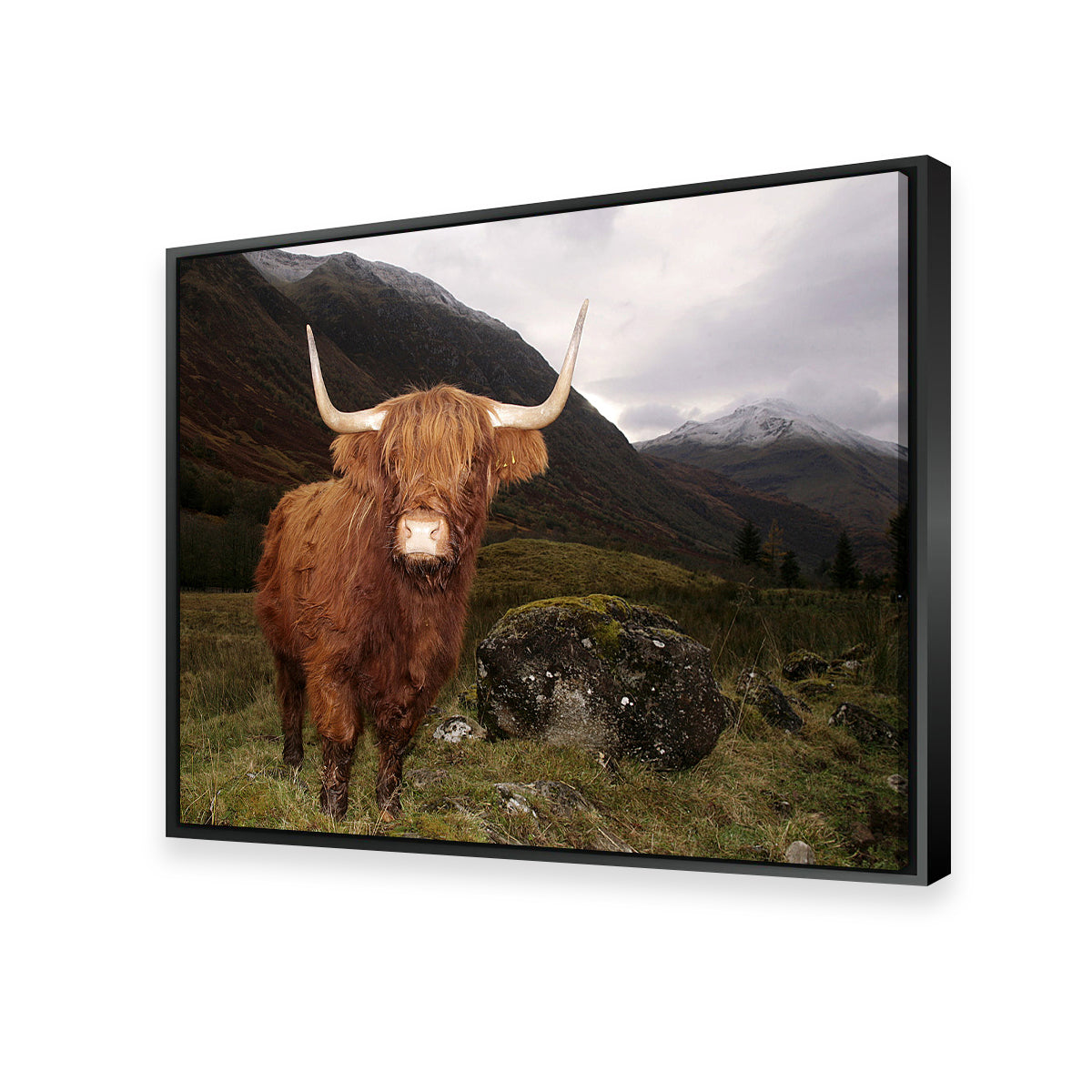 Highland cow in Glen Cow Wall Art