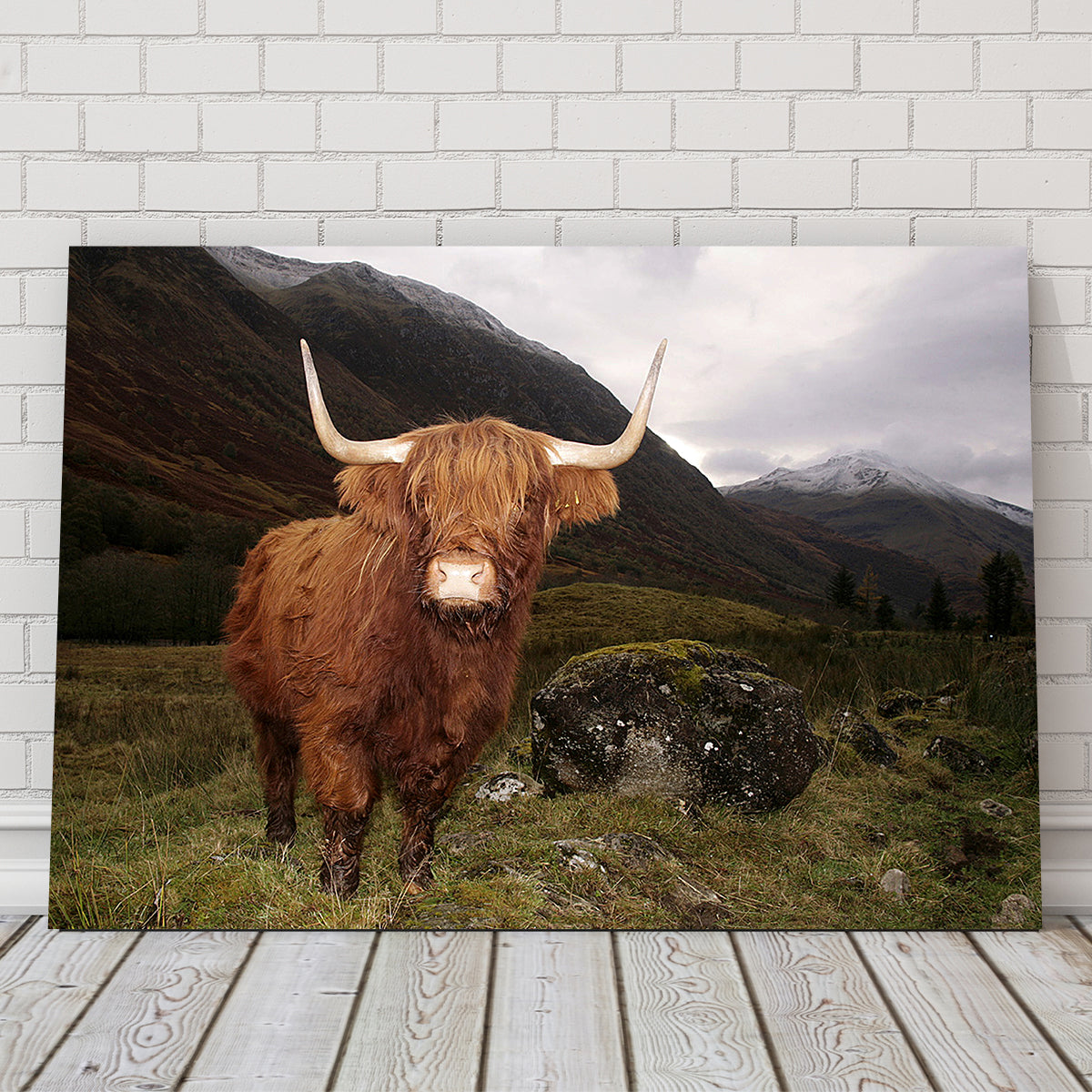 Highland cow in Glen Cow Wall Art