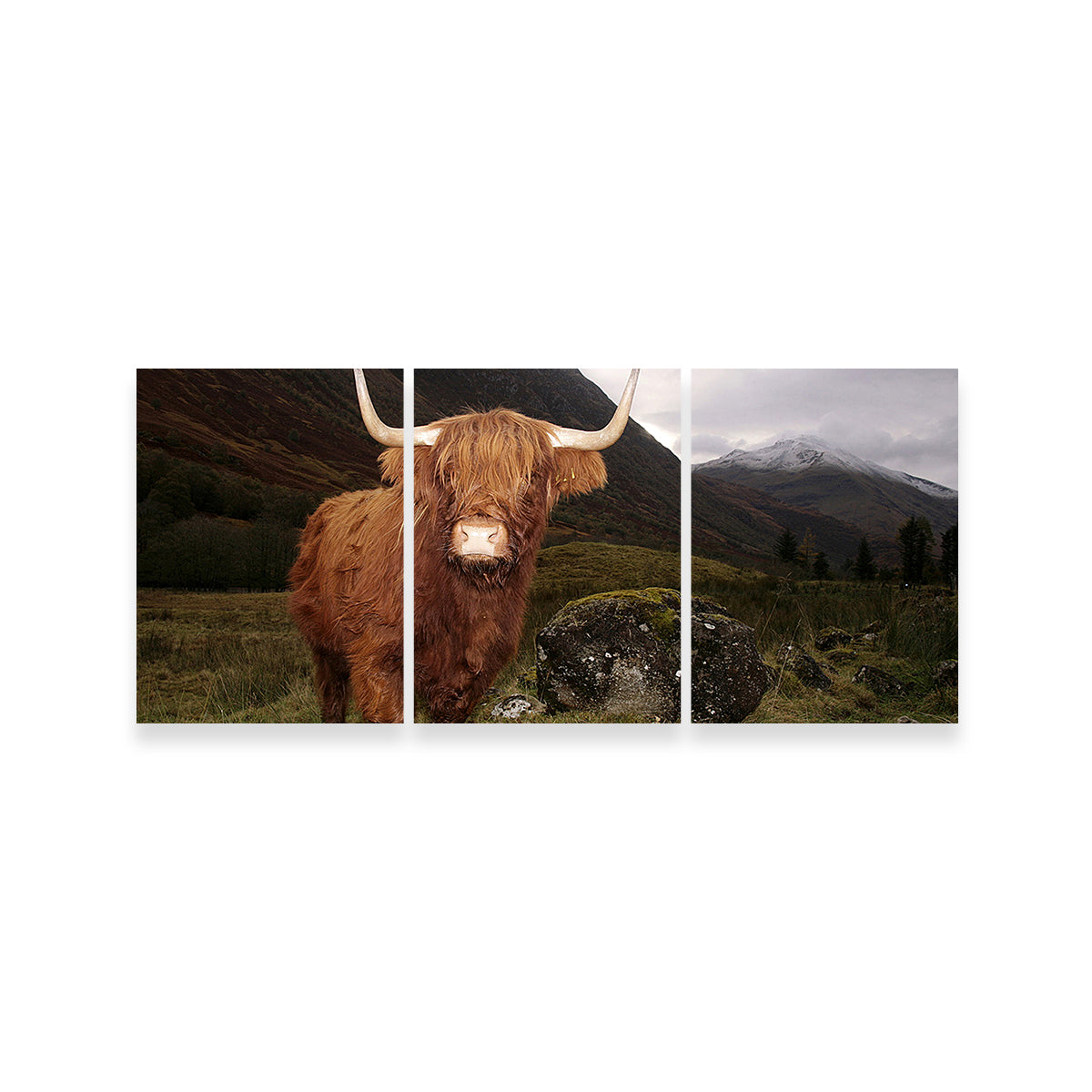 Highland cow in Glen Cow Wall Art