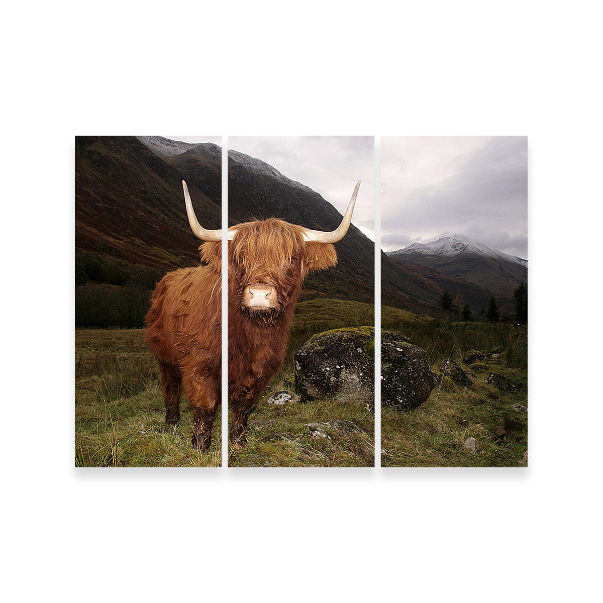 Highland cow in Glen Cow Wall Art