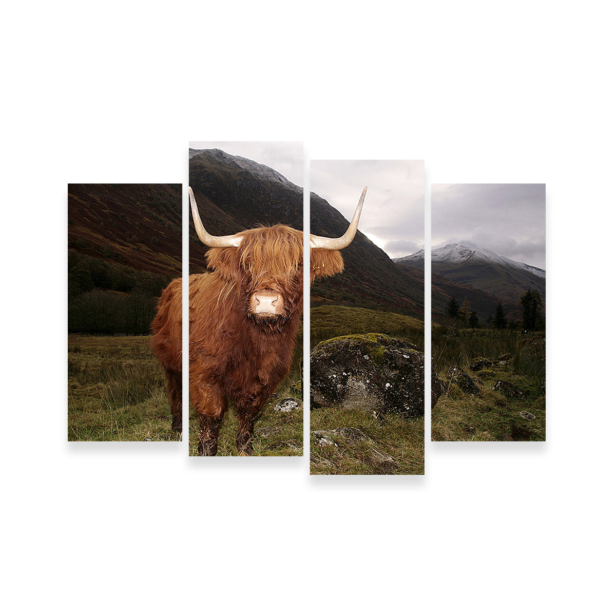 Highland cow in Glen Cow Wall Art