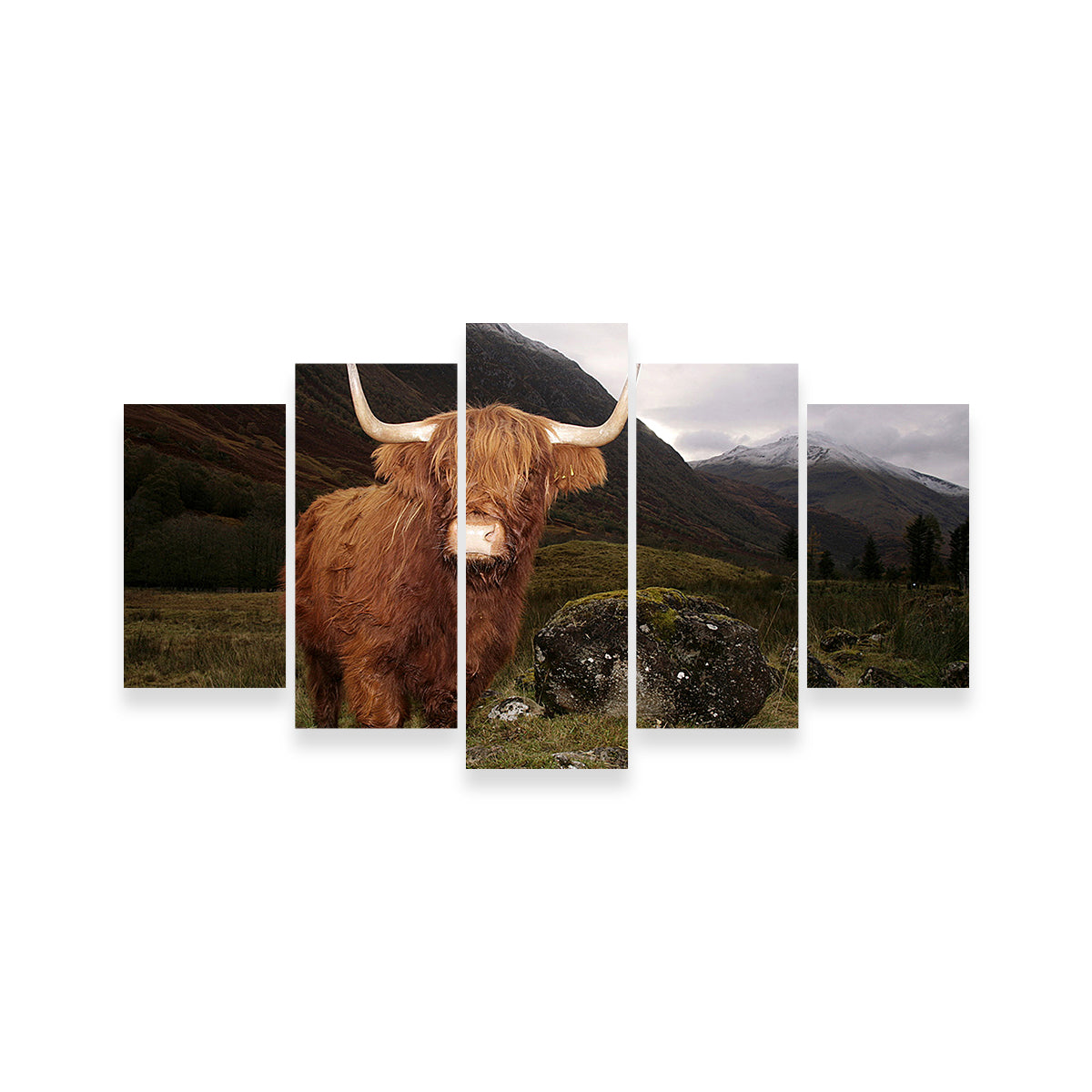 Highland cow in Glen Cow Wall Art