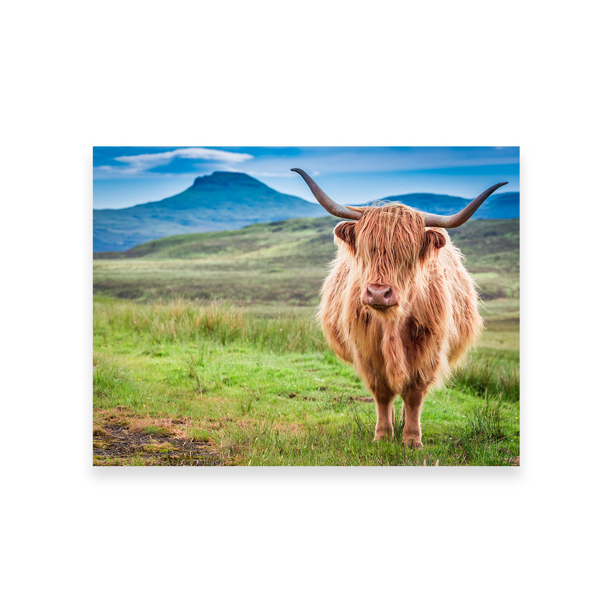 Highland Cow in Lsle of Skye Wall Art