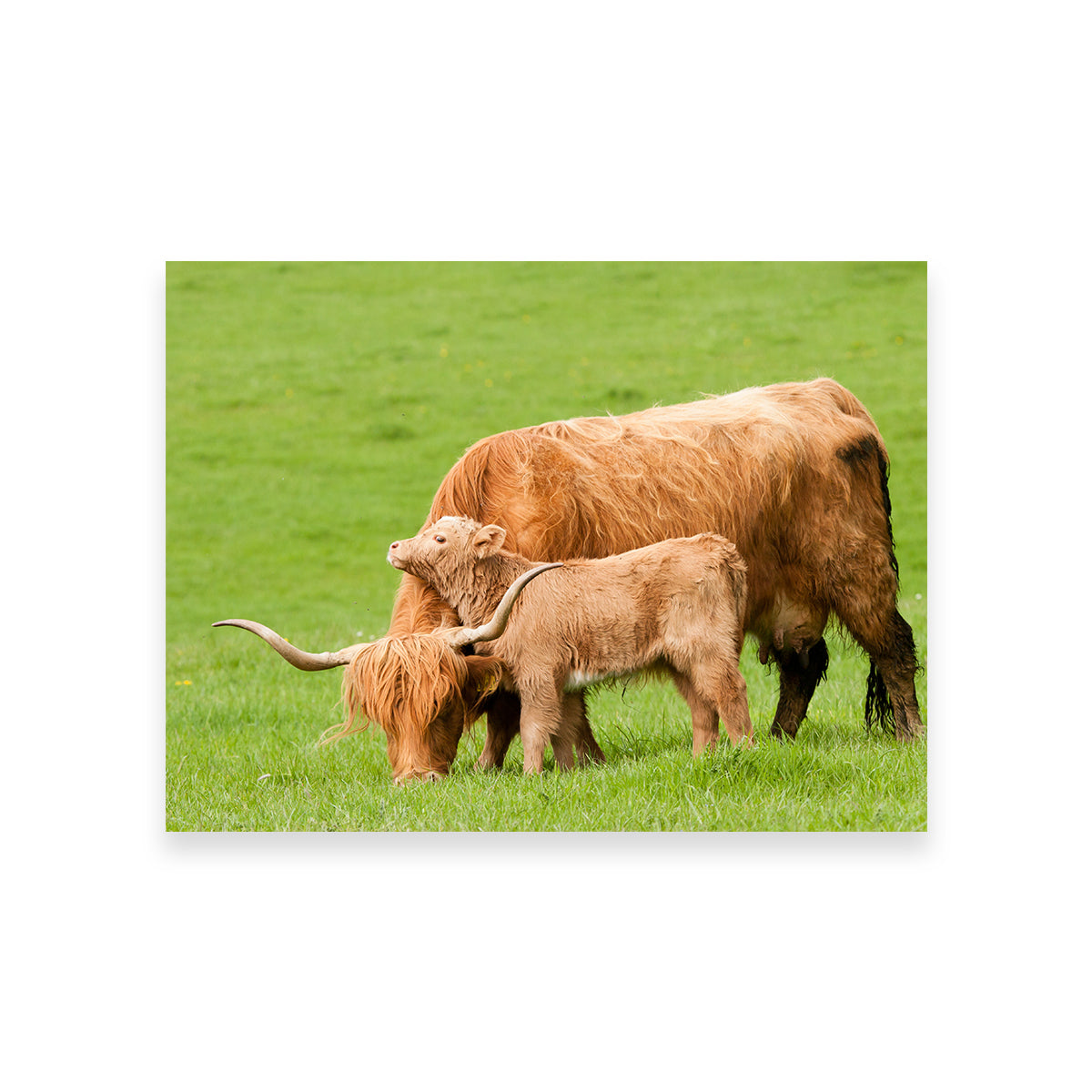 Highland Cow with Loving Calf Wall Art