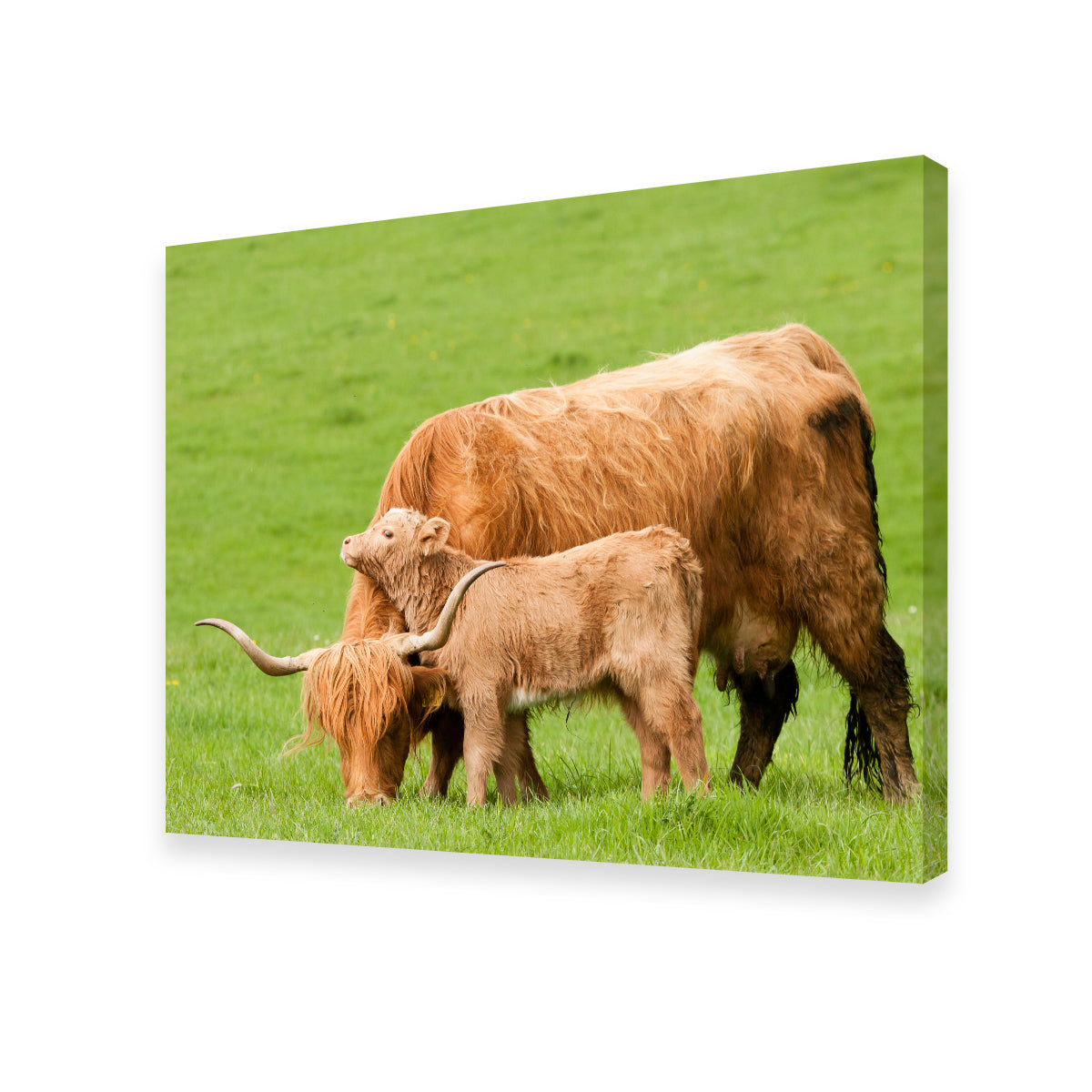 Highland Cow with Loving Calf Wall Art