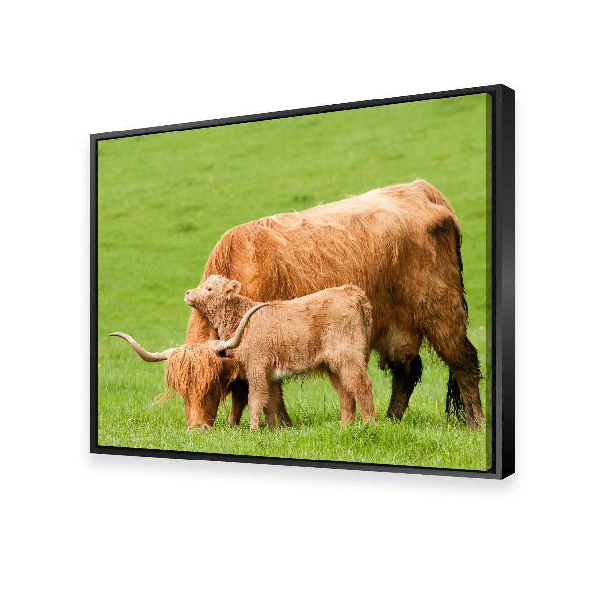 Highland Cow with Loving Calf Wall Art