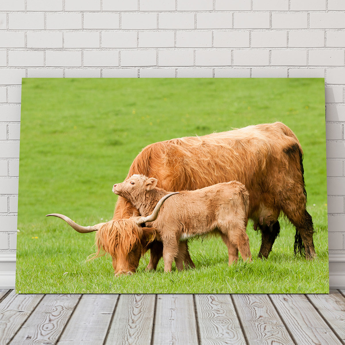 Highland Cow with Loving Calf Wall Art