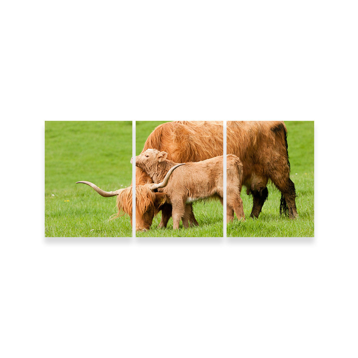 Highland Cow with Loving Calf Wall Art