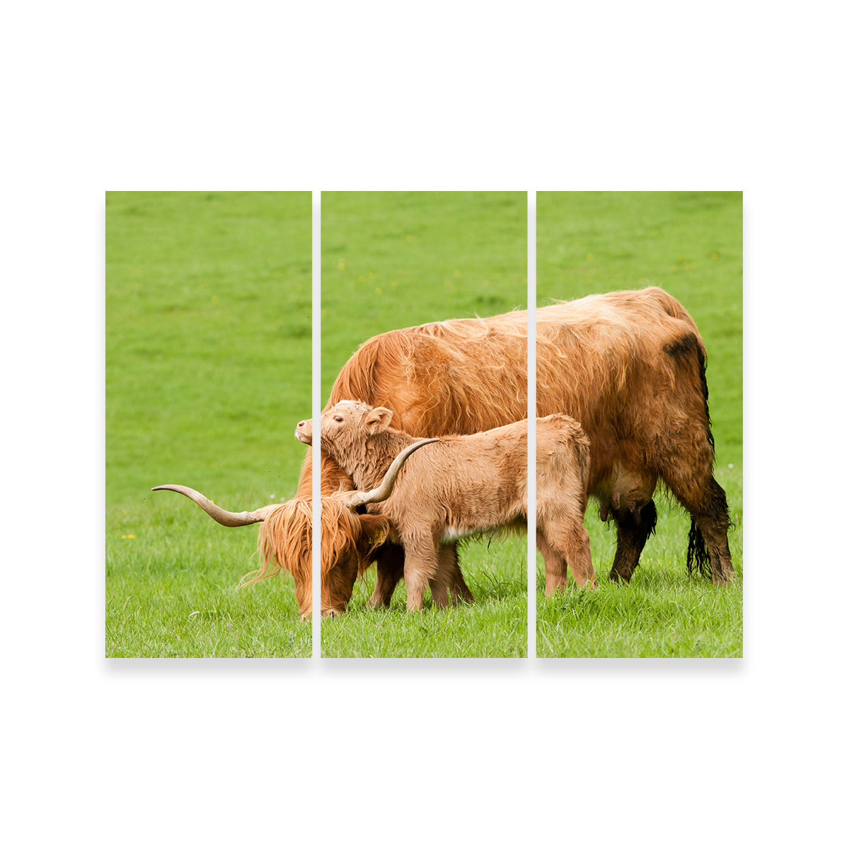 Highland Cow with Loving Calf Wall Art