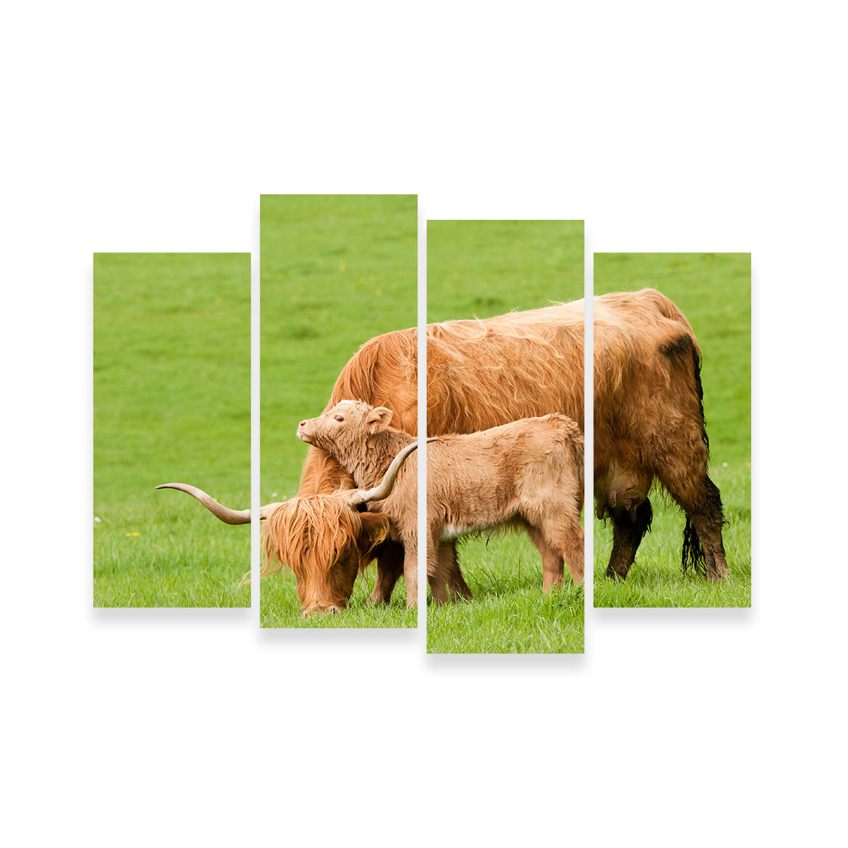 Highland Cow with Loving Calf Wall Art