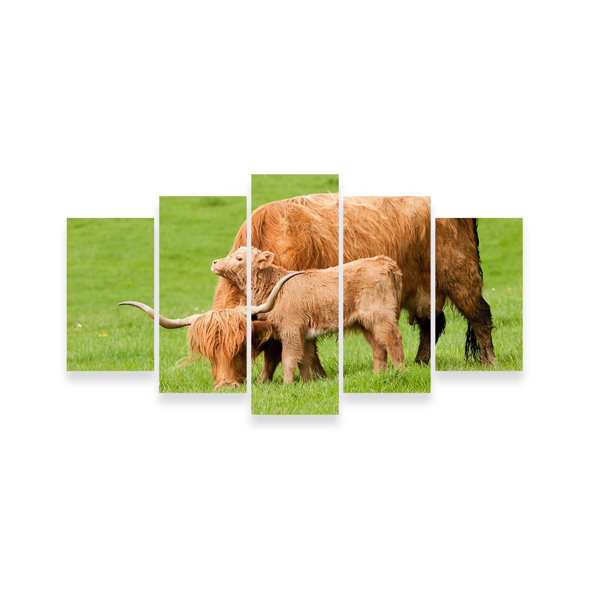 Highland Cow with Loving Calf Wall Art