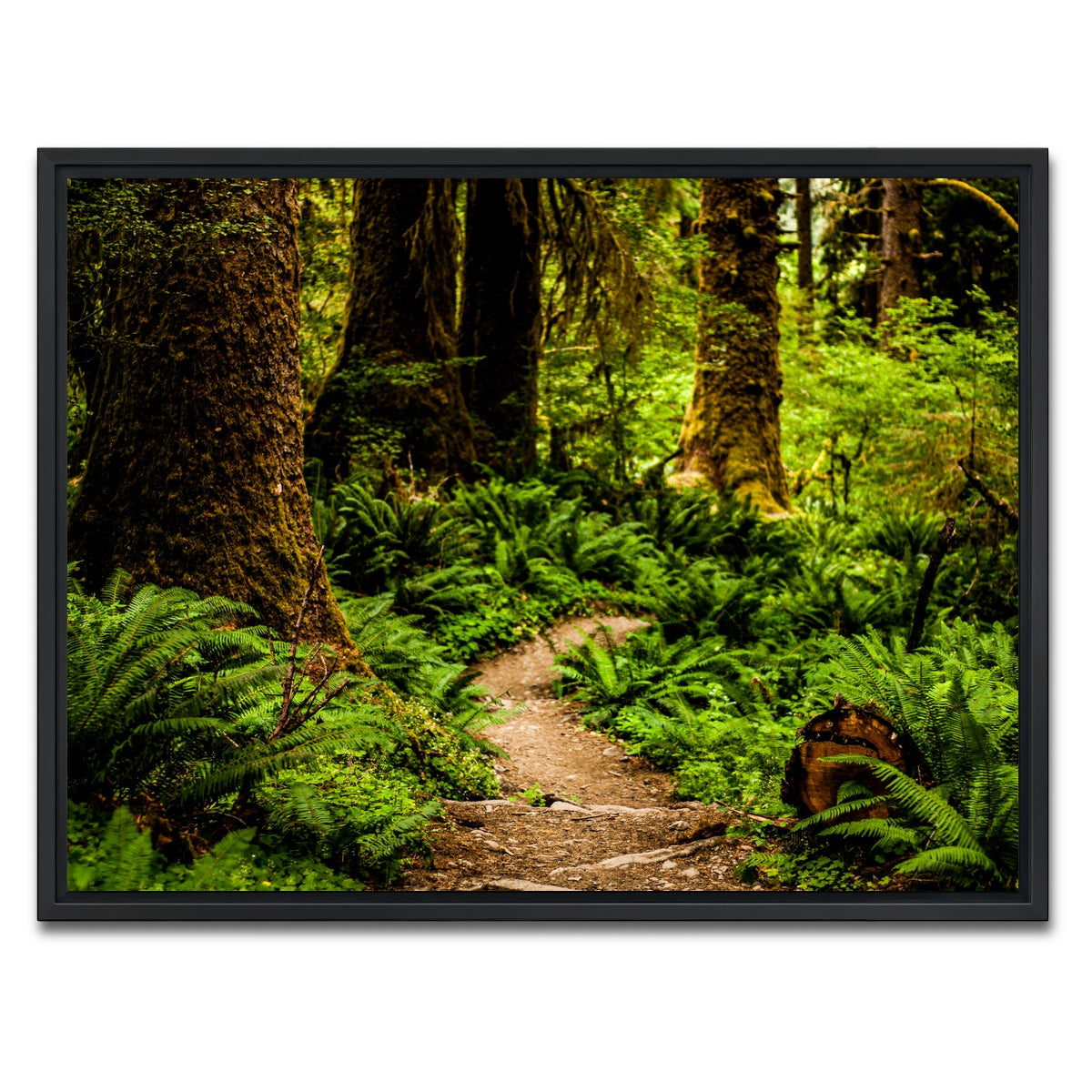 AUTO-MOCKUP WHITE | Hoh Rainforest | 1 Piece | Black Framed Canvas | group=4x3